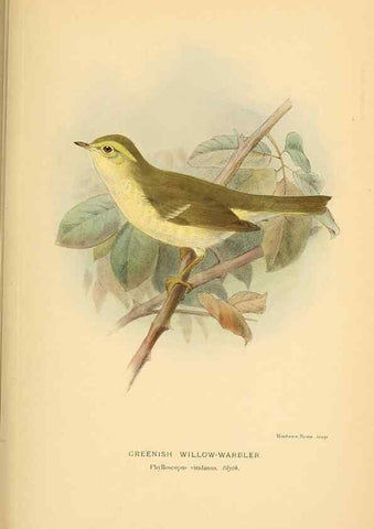 Reproducción/Reproduction 10036311396: Coloured figures of the birds of the British Islands / issued by Lord Lilford.. London :R. H. Porter,1885-1897.