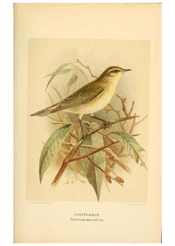 Reproducción/Reproduction 10036381523: Coloured figures of the birds of the British Islands / issued by Lord Lilford.. London :R. H. Porter,1885-1897.