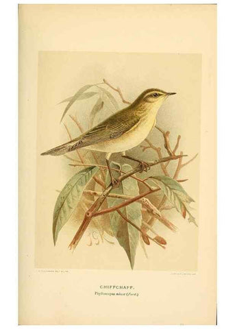 Reproducción/Reproduction 10036381523: Coloured figures of the birds of the British Islands / issued by Lord Lilford.. London :R. H. Porter,1885-1897.