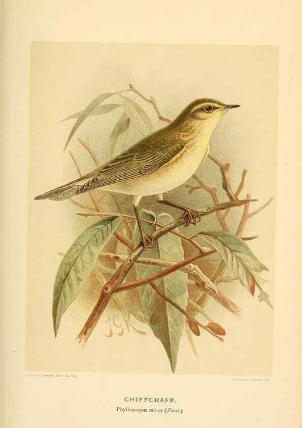 Reproducción/Reproduction 10036381523: Coloured figures of the birds of the British Islands / issued by Lord Lilford.. London :R. H. Porter,1885-1897.