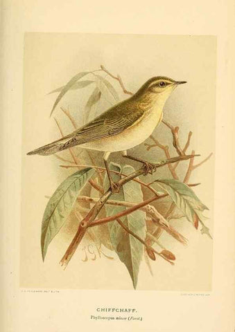 Reproducción/Reproduction 10036381523: Coloured figures of the birds of the British Islands / issued by Lord Lilford.. London :R. H. Porter,1885-1897.