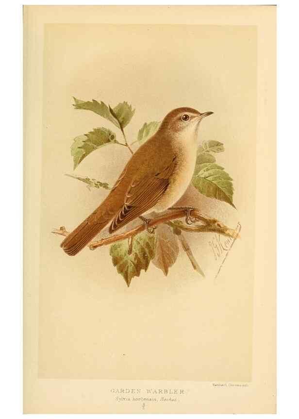 Reproducción/Reproduction 10036242014: Coloured figures of the birds of the British Islands / issued by Lord Lilford.. London :R. H. Porter,1885-1897.
