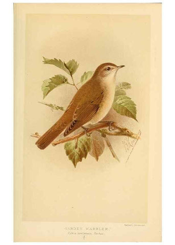 Reproducción/Reproduction 10036242014: Coloured figures of the birds of the British Islands / issued by Lord Lilford.. London :R. H. Porter,1885-1897.