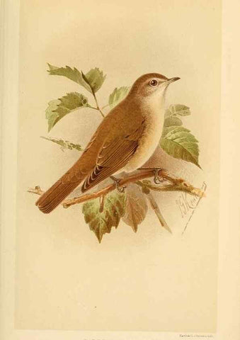 Reproducción/Reproduction 10036242014: Coloured figures of the birds of the British Islands / issued by Lord Lilford.. London :R. H. Porter,1885-1897.