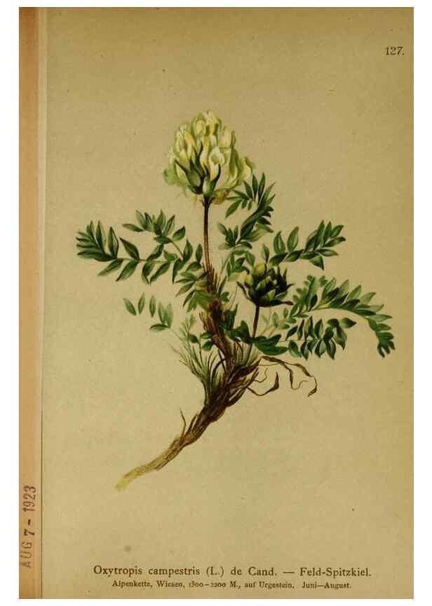 Reproducción/Reproduction 10055424856: Atlas der Alpenflora /. Wien :Eigenthum und Verlag des Deutschen und Oesterr. Alpenvereins,1882.