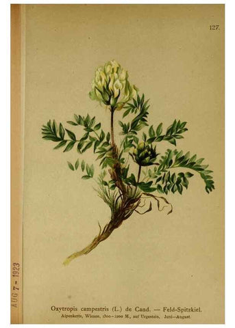 Reproducción/Reproduction 10055424856: Atlas der Alpenflora /. Wien :Eigenthum und Verlag des Deutschen und Oesterr. Alpenvereins,1882.