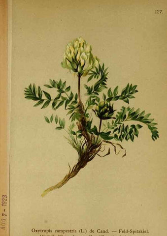 Reproducción/Reproduction 10055424856: Atlas der Alpenflora /. Wien :Eigenthum und Verlag des Deutschen und Oesterr. Alpenvereins,1882.