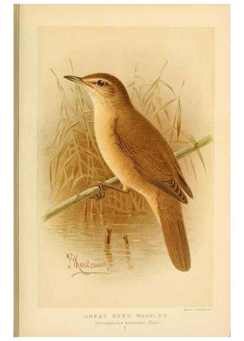 Reproducción/Reproduction 10036343423: Coloured figures of the birds of the British Islands / issued by Lord Lilford.. London :R. H. Porter,1885-1897.