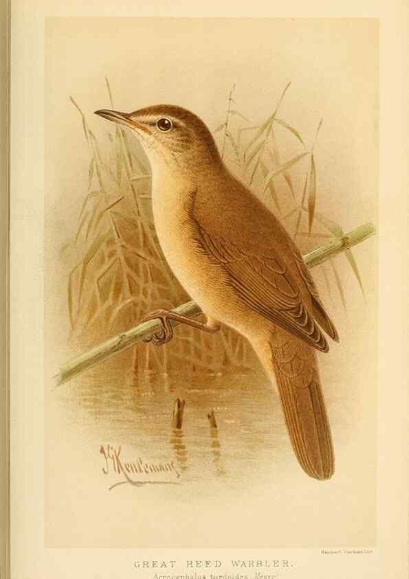 Reproducción/Reproduction 10036343423: Coloured figures of the birds of the British Islands / issued by Lord Lilford.. London :R. H. Porter,1885-1897.
