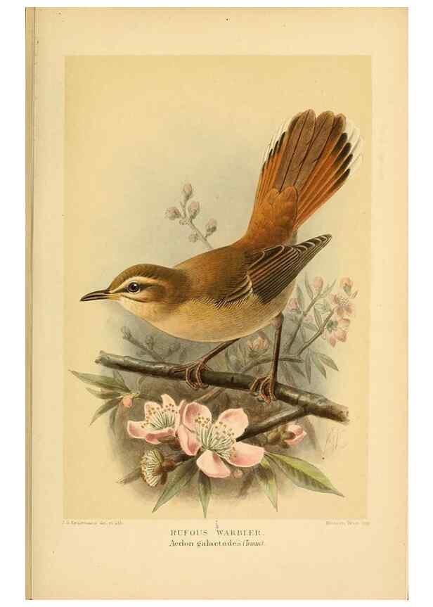 Reproducción/Reproduction 10036213434: Coloured figures of the birds of the British Islands / issued by Lord Lilford.. London :R. H. Porter,1885-1897.