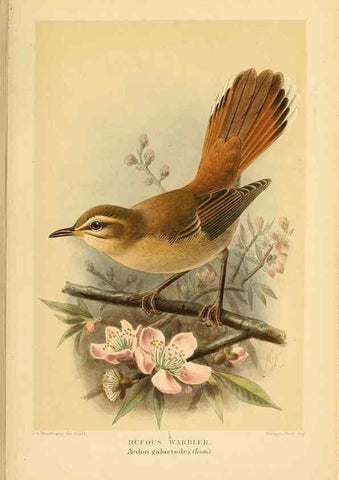 Reproducción/Reproduction 10036213434: Coloured figures of the birds of the British Islands / issued by Lord Lilford.. London :R. H. Porter,1885-1897.