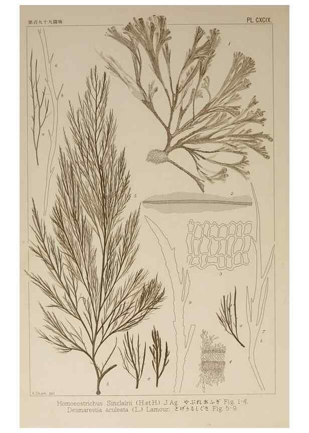 Reproducción/Reproduction 9935942666: Icones of Japanese algae.. Tokyo,Kazamashobo[1907-1942]