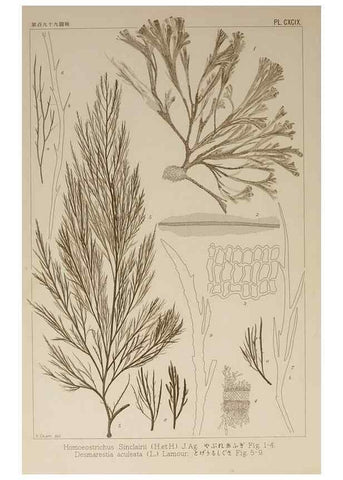 Reproducción/Reproduction 9935942666: Icones of Japanese algae.. Tokyo,Kazamashobo[1907-1942]
