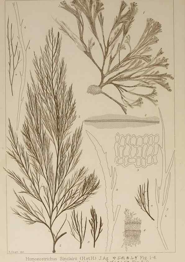 Reproducción/Reproduction 9935942666: Icones of Japanese algae.. Tokyo,Kazamashobo[1907-1942]