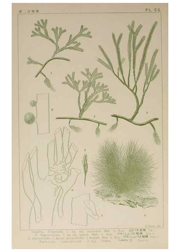 Reproducción/Reproduction 9936064633: Icones of Japanese algae.. Tokyo,Kazamashobo[1907-1942]