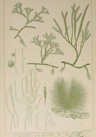 Reproducción/Reproduction 9936064633: Icones of Japanese algae.. Tokyo,Kazamashobo[1907-1942]