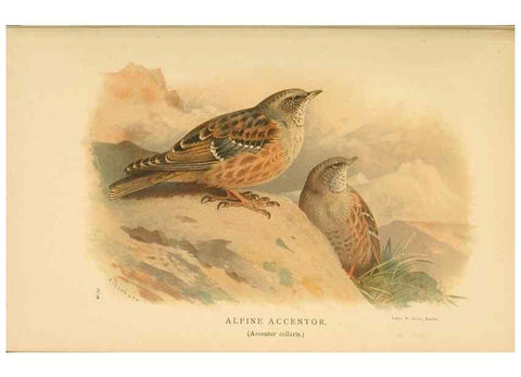 Reproducción/Reproduction 10036174384: Coloured figures of the birds of the British Islands / issued by Lord Lilford.. London :R. H. Porter,1885-1897.