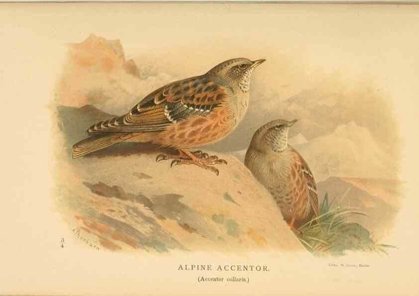 Reproducción/Reproduction 10036174384: Coloured figures of the birds of the British Islands / issued by Lord Lilford.. London :R. H. Porter,1885-1897.