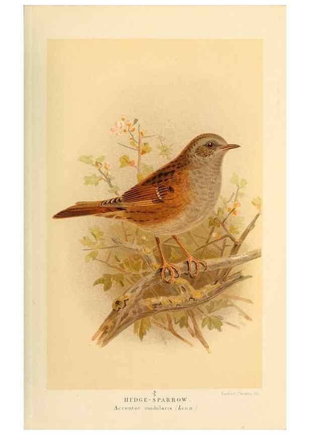 Reproducción/Reproduction 10036216185: Coloured figures of the birds of the British Islands / issued by Lord Lilford.. London :R. H. Porter,1885-1897.