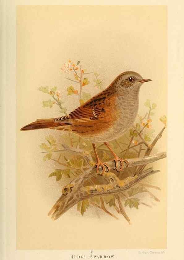 Reproducción/Reproduction 10036216185: Coloured figures of the birds of the British Islands / issued by Lord Lilford.. London :R. H. Porter,1885-1897.