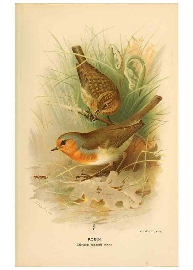 Reproducción/Reproduction 10036178774: Coloured figures of the birds of the British Islands / issued by Lord Lilford.. London :R. H. Porter,1885-1897.