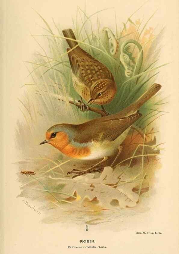Reproducción/Reproduction 10036178774: Coloured figures of the birds of the British Islands / issued by Lord Lilford.. London :R. H. Porter,1885-1897.