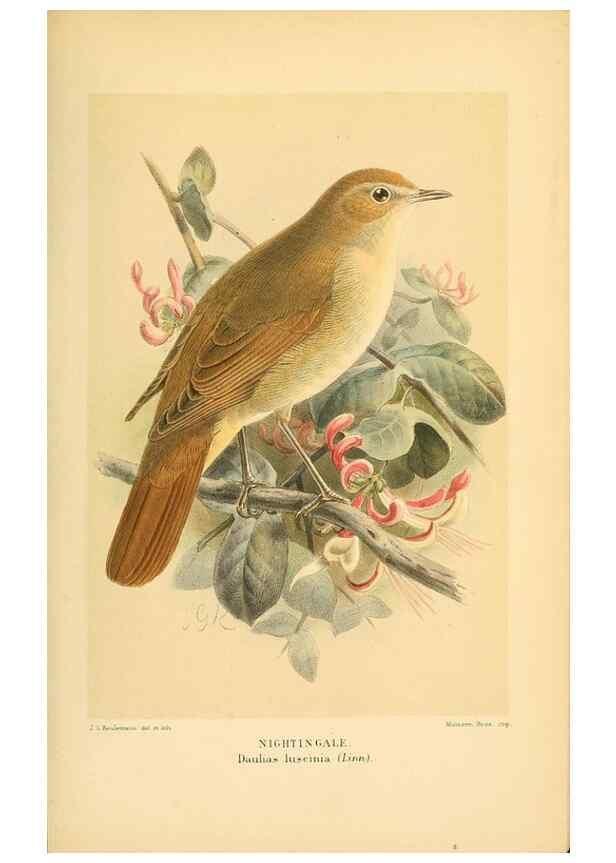 Reproducción/Reproduction 10036306673: Coloured figures of the birds of the British Islands / issued by Lord Lilford.. London :R. H. Porter,1885-1897.