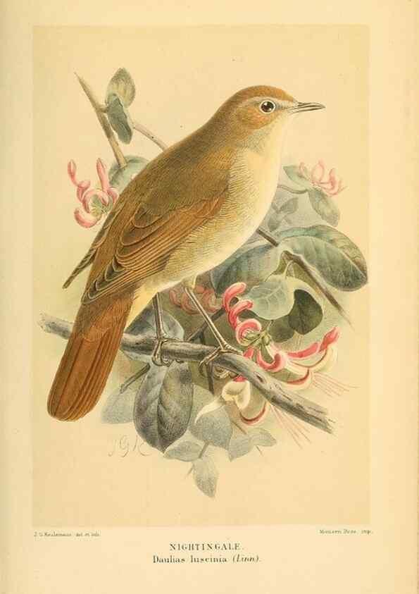 Reproducción/Reproduction 10036306673: Coloured figures of the birds of the British Islands / issued by Lord Lilford.. London :R. H. Porter,1885-1897.