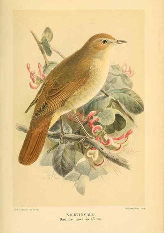 Reproducción/Reproduction 10036306673: Coloured figures of the birds of the British Islands / issued by Lord Lilford.. London :R. H. Porter,1885-1897.