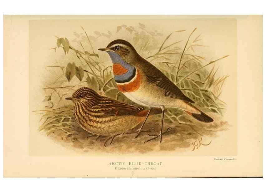 Reproducción/Reproduction 10036241936: Coloured figures of the birds of the British Islands / issued by Lord Lilford.. London :R. H. Porter,1885-1897.