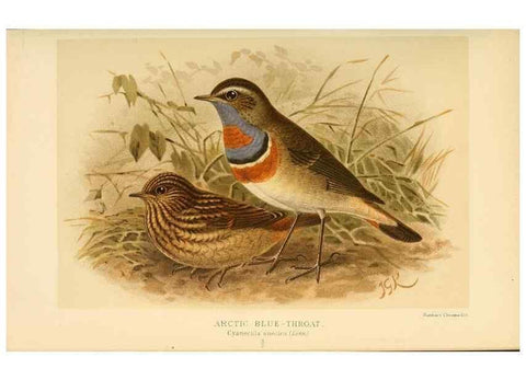 Reproducción/Reproduction 10036241936: Coloured figures of the birds of the British Islands / issued by Lord Lilford.. London :R. H. Porter,1885-1897.