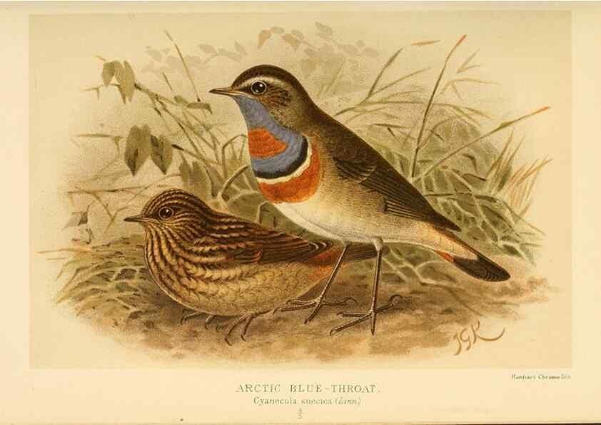 Reproducción/Reproduction 10036241936: Coloured figures of the birds of the British Islands / issued by Lord Lilford.. London :R. H. Porter,1885-1897.