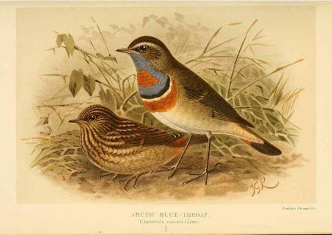 Reproducción/Reproduction 10036241936: Coloured figures of the birds of the British Islands / issued by Lord Lilford.. London :R. H. Porter,1885-1897.