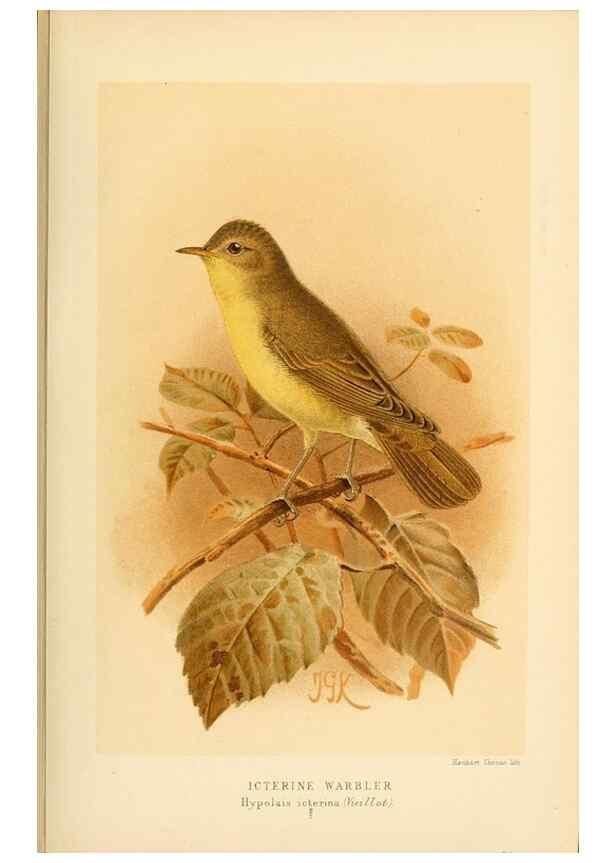 Reproducción/Reproduction 10036215464: Coloured figures of the birds of the British Islands / issued by Lord Lilford.. London :R. H. Porter,1885-1897.
