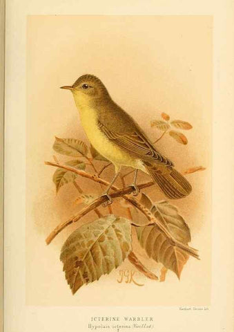 Reproducción/Reproduction 10036215464: Coloured figures of the birds of the British Islands / issued by Lord Lilford.. London :R. H. Porter,1885-1897.