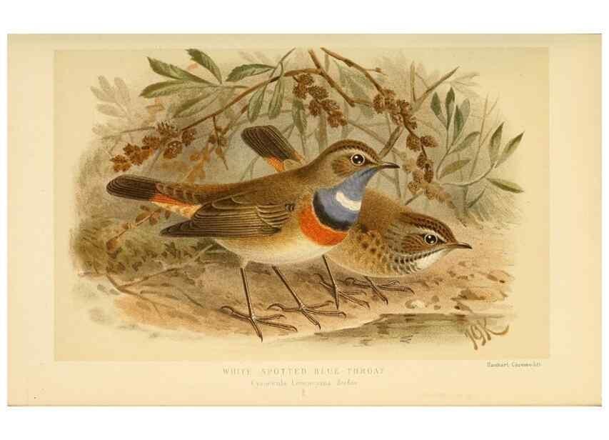 Reproducción/Reproduction 10036312383: Coloured figures of the birds of the British Islands / issued by Lord Lilford.. London :R. H. Porter,1885-1897.