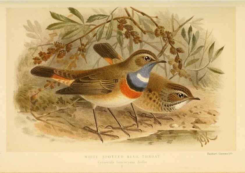 Reproducción/Reproduction 10036312383: Coloured figures of the birds of the British Islands / issued by Lord Lilford.. London :R. H. Porter,1885-1897.