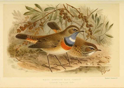Reproducción/Reproduction 10036312383: Coloured figures of the birds of the British Islands / issued by Lord Lilford.. London :R. H. Porter,1885-1897.