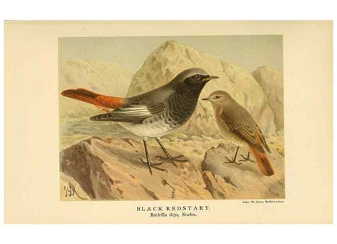 Reproducción/Reproduction 10036318153: Coloured figures of the birds of the British Islands / issued by Lord Lilford.. London :R. H. Porter,1885-1897.