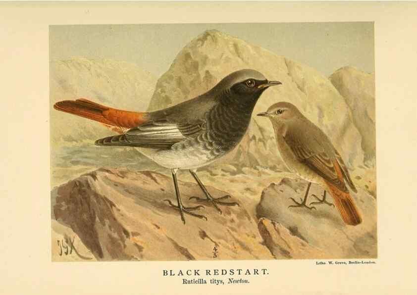 Reproducción/Reproduction 10036318153: Coloured figures of the birds of the British Islands / issued by Lord Lilford.. London :R. H. Porter,1885-1897.