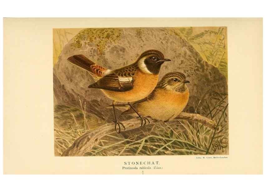 Reproducción/Reproduction 10036321773: Coloured figures of the birds of the British Islands / issued by Lord Lilford.. London :R. H. Porter,1885-1897.
