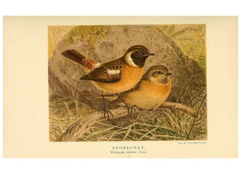 Reproducción/Reproduction 10036321773: Coloured figures of the birds of the British Islands / issued by Lord Lilford.. London :R. H. Porter,1885-1897.