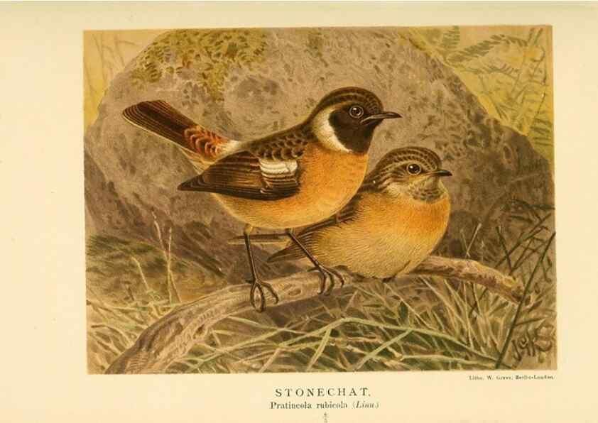 Reproducción/Reproduction 10036321773: Coloured figures of the birds of the British Islands / issued by Lord Lilford.. London :R. H. Porter,1885-1897.