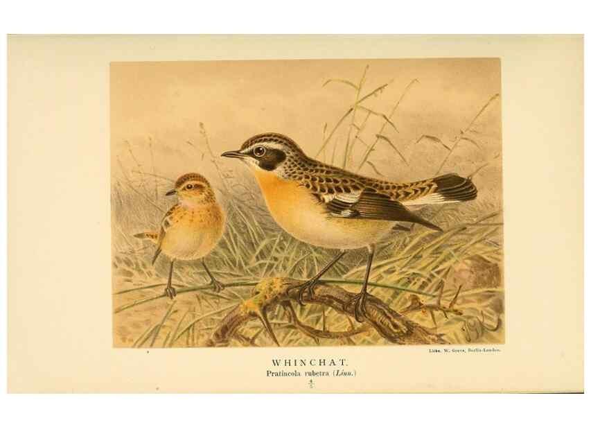 Reproducción/Reproduction 10036199024: Coloured figures of the birds of the British Islands / issued by Lord Lilford.. London :R. H. Porter,1885-1897.
