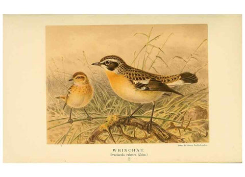 Reproducción/Reproduction 10036199024: Coloured figures of the birds of the British Islands / issued by Lord Lilford.. London :R. H. Porter,1885-1897.