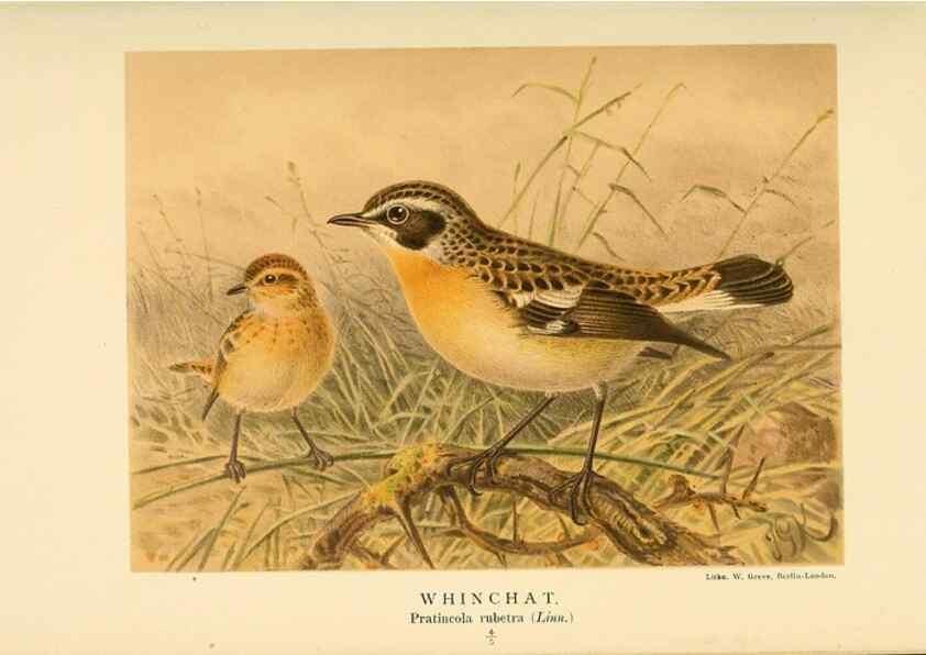 Reproducción/Reproduction 10036199024: Coloured figures of the birds of the British Islands / issued by Lord Lilford.. London :R. H. Porter,1885-1897.