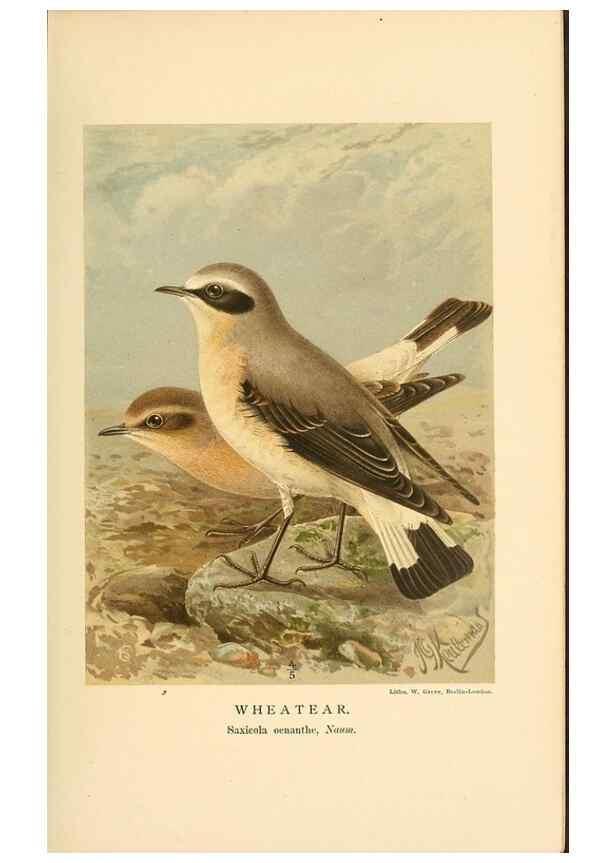 Reproducción/Reproduction 10036328283: Coloured figures of the birds of the British Islands / issued by Lord Lilford.. London :R. H. Porter,1885-1897.