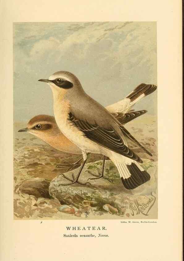 Reproducción/Reproduction 10036328283: Coloured figures of the birds of the British Islands / issued by Lord Lilford.. London :R. H. Porter,1885-1897.