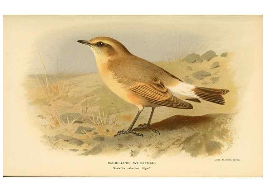Reproducción/Reproduction 10036205384: Coloured figures of the birds of the British Islands / issued by Lord Lilford.. London :R. H. Porter,1885-1897.