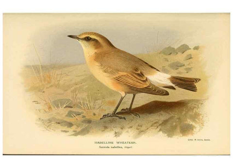 Reproducción/Reproduction 10036205384: Coloured figures of the birds of the British Islands / issued by Lord Lilford.. London :R. H. Porter,1885-1897.